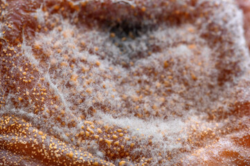 Fungus, Penicillium expansum, on the surface of an apple, macro close-up of the moldy fruit