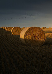 Harvested Farmland with Scattered Hay Bales Under Partly Cloudy Sky – Peaceful Countryside Scene