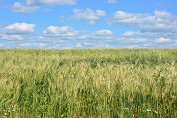 Wheat Field Under a Blue Sky with Fluffy Clouds agricaltural landscape