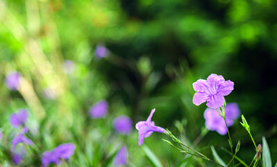 Ruellia tuberosa, also known as minnieroot, fever root, snapdragon root and sheep potato, is a...