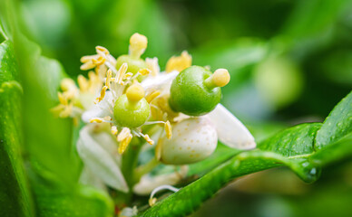 young kaffir limes fruit on kaffir flower, baby kaffir limes forming, citrus hystrix young fruit development