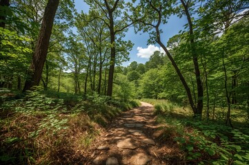 Fototapeta premium A Forest Path During Summer