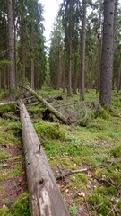 Fallen logs and lush greenery fill a dense forest floor, showcasing the impact of nature's forces on the woodland.