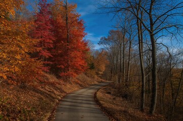 Obraz premium A curving trail surrounded by bright red, orange, and yellow autumn leaves on a fresh fall morning