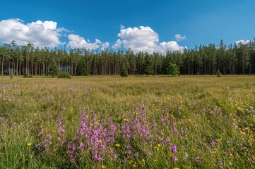 Obraz premium A vertical photograph capturing a grassy field before a dense pine woodland