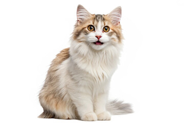 Obraz premium british shorthair cat