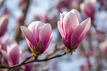 Obraz premium Close-up of large tulip-shaped blooms on a flowering tree with soft bokeh background