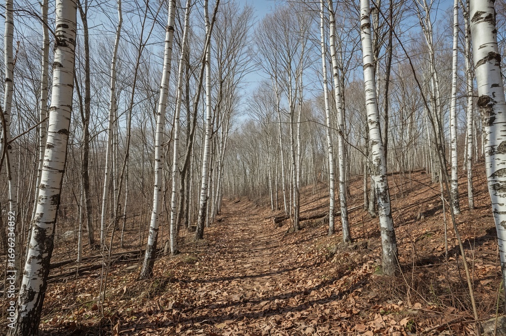 Poster a path winding through a grove of birch trees in a serene forest setting