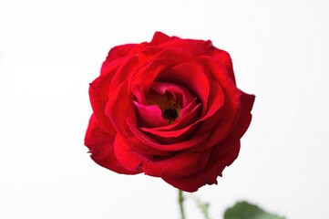 Fototapeta premium A striking close-up of a bright red rose blossoming on a clean white backdrop