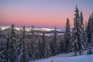 Obraz premium A breathtaking scene of a winter woodland blanketed in snow during dusk, featuring towering pine trees and a colorful sky.