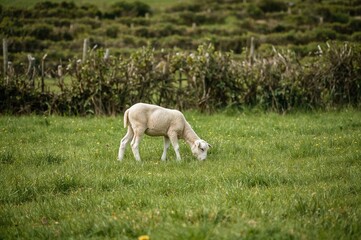 Obraz premium A lone lamb grazing among the bushes in a meadow.