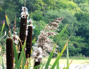 Fluffy, dark brown seed heads of cattails and other grasses, amongst lush green foliage, in a natural outdoor setting