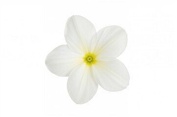 Obraz premium A lone lemon blossom isolated on a white backdrop