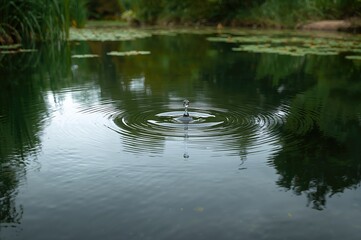 A solitary water droplet causes ripples in a calm pond encircled by verdant foliage