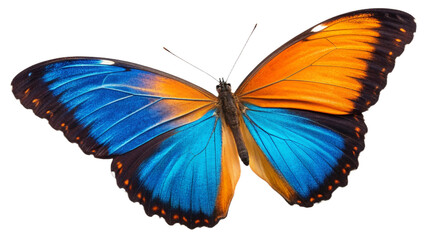 Obraz premium butterfly isolated on white