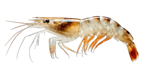 Close-up of a shrimp, side view