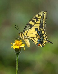 A close-up view of a swallowtail butterfly with vibrant yellow wings, resting delicately on a bright yellow flower.