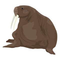 Big walrus. Realistic arctic animal vector