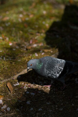 鳩の写真