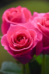 ピンクのばら