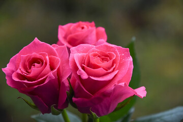 ピンクのばら