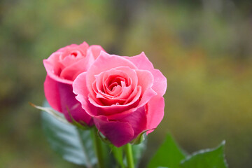 ピンクのばら