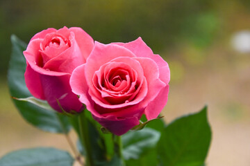 ピンクのばら