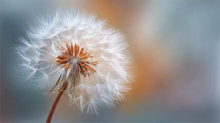 White Dandelion Seed Head Softly Blurred Background 