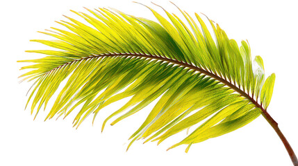 Obraz premium Yellowish Green Palm Frond on Transparent Background