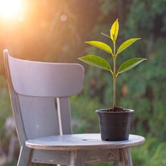 A young plant in a small black pot sits on a weathered gray chair, bathed in the warm light of the morning sun.