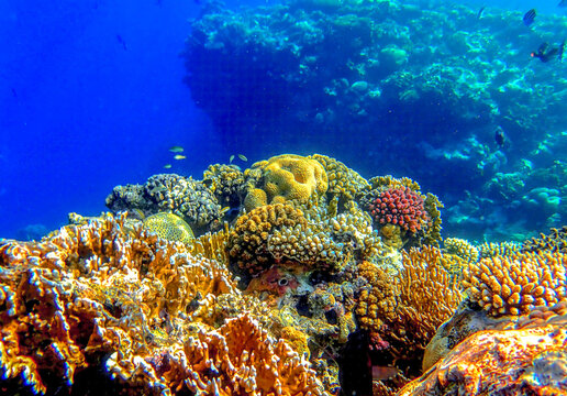 Colorful coral reef underwater with vibrant colonies of brain coral and stony corals in clear blue