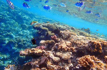 Colorful coral reef underwater with colonies of stony corals Acropora and Porites. Above the reef