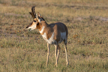 Pronghorn Buck
Badlands