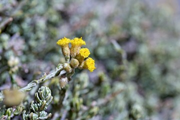 Helichrysum italicum is a species of flowering plant in the family Asteraceae. It is called the curry plant, Italian strawflower and immortelle, Crete
