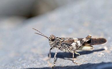 The Cretan Band-winged Grasshopper (Oedipoda venusta) is only known from Crete