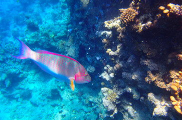 Colorful parrotfish Scaridae swimming near a coral reef in clear tropical water. The fish displays