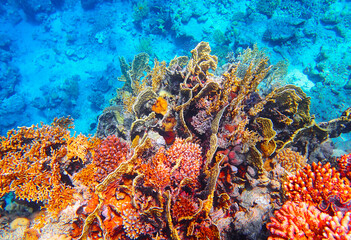 Bright tropical coral reef with a vibrant mix of soft and hard corals, including Gorgonian sea fans,