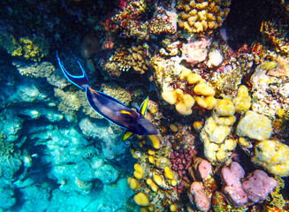 Colorful Sohal surgeonfish Acanthurus sohal swimming near a coral reef. The fish has a striking dark