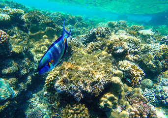 Sohal surgeonfish Acanthurus sohal with vivid blue and black stripes swimming above corals. The