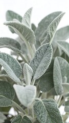 Close-up of delicate, silvery-gray leaves with intricate detail, showcasing a textured plant.