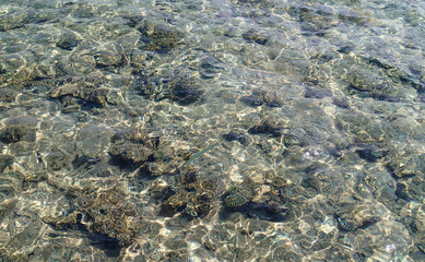 Shallow coastal waters with corals visible under the clear surface, sunlight creating patterns on