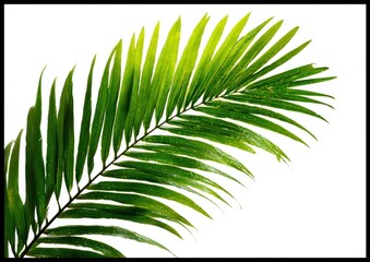 Obraz premium Vibrant green palm frond isolated against a clean white background, capturing tropical essence and natural beauty