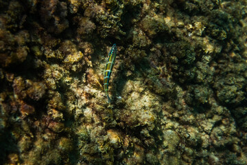A camouflaged fish with greenish tones and dark stripes blends into a coral-covered rock formation.
