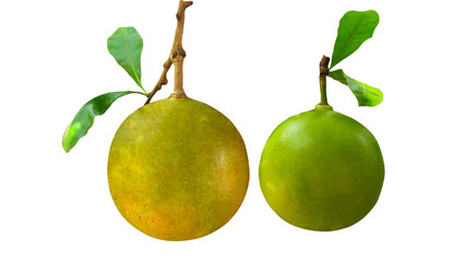 fruit of calabash tree or bottle gourd on Transparent background.