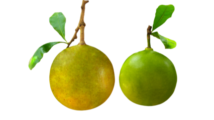 fruit of calabash tree or bottle gourd on Transparent background.