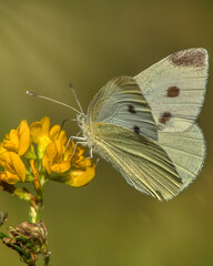 Colorful butterflies dance through warm summer air in golden sunlight