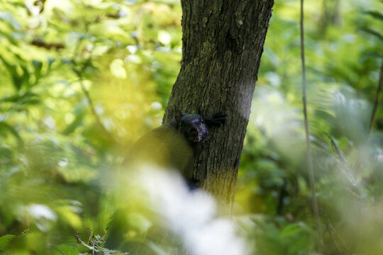 &eacute;cureuil dans la for&ecirc;t	