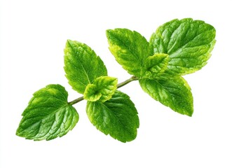 Vibrant green mint sprig with fresh, textured leaves, isolated against a bright white background