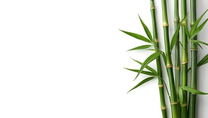 Close up of vibrant green bamboo stalks and leaves with a clean white background evoking tranquility and natural beauty for wellness and spa themes