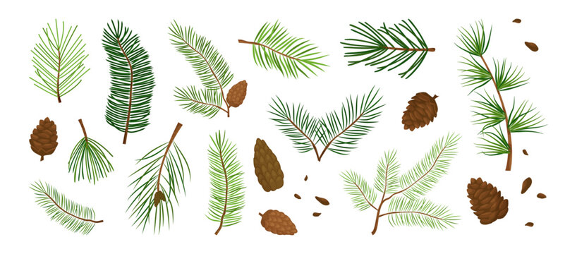 Fir branch and pine cone, Christmas tree, winter needle plant. Cartoon Xmas spruce evergreen, foliage twig green set isolated on white background. Forest coniferous color icon. Vector illustration